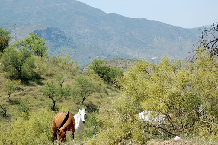 Horses in Gaucin